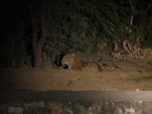 Lodge Ranthambhore Tiger Valley