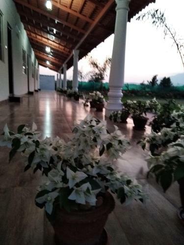 Bougainvillea Homestay