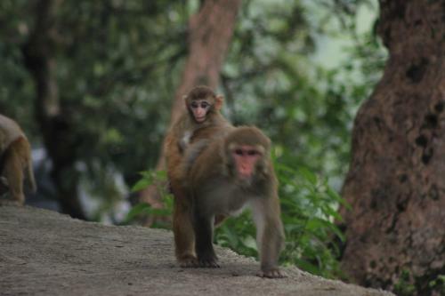 Bickey's Homestay
