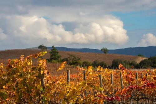 Agroturismo La Casona At Matetic Vineyards