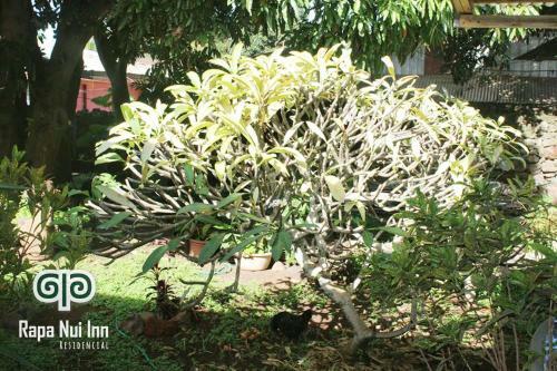 Hostal Residencial Rapa Nui Inn