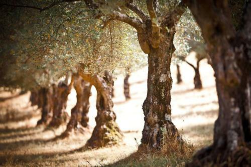 Agroturismo Finca La Ramallosa