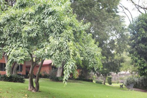 Hotel Jacarandas