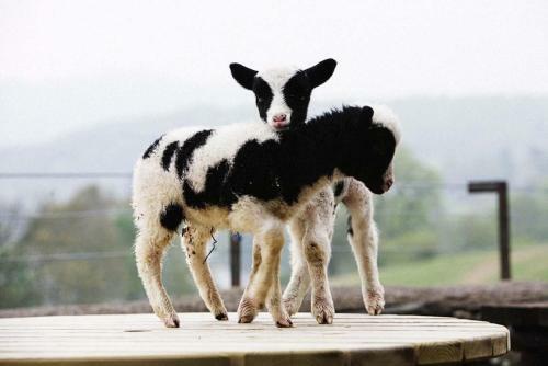 Hostal Bank Ground Farm