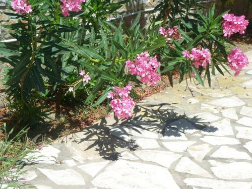 Apartamentos Hotel Sea