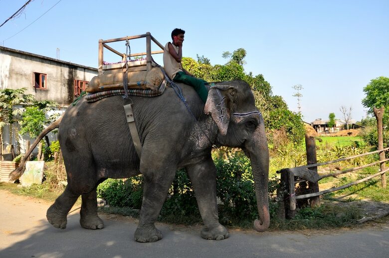 Hotel Chitwan Safari Camp & Lodge