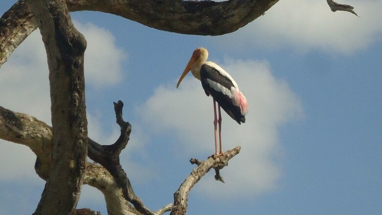 Heina Nature Resort & Yala Safari