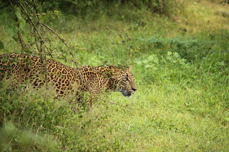 Yala Safari Camping