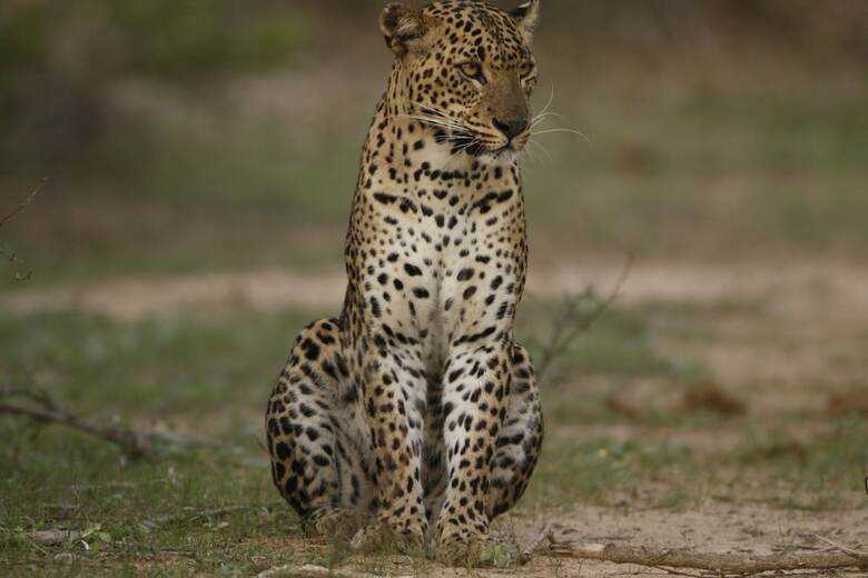 Yala Safari Camping