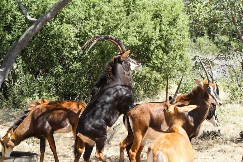 Hotel Lejwe La Metsi Game Farm Pty Ltd
