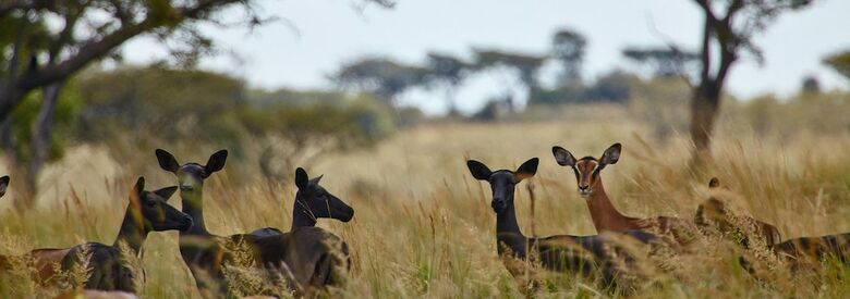 Hotel Lejwe La Metsi Game Farm Pty Ltd