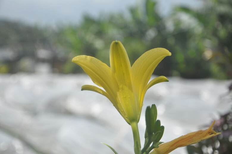 Hotel Tepi Sawah Lodge