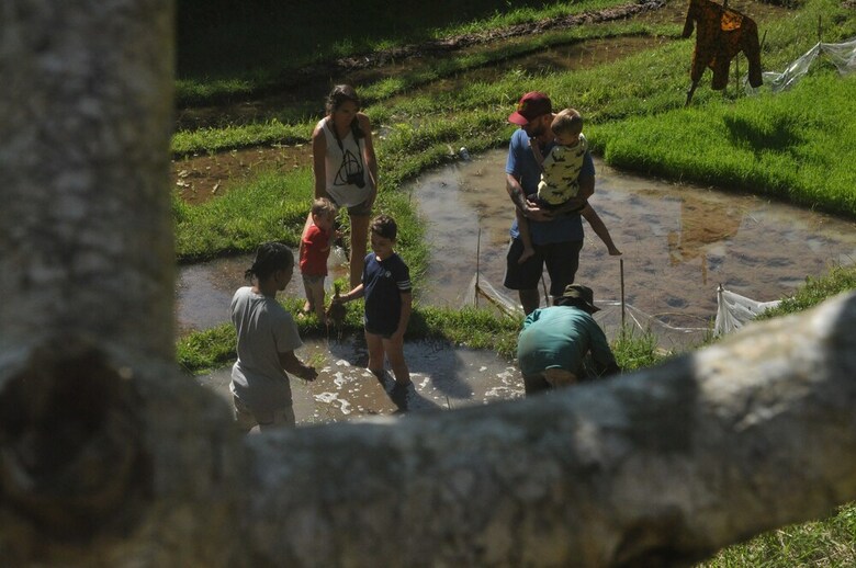 Hotel Tepi Sawah Lodge