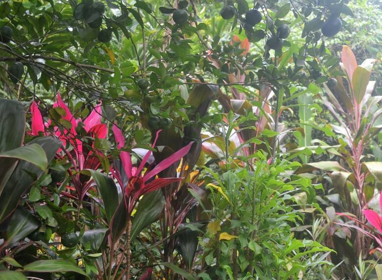 Bed & Breakfast Eden Atenas