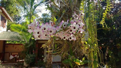 Hostal Pousada Aloes