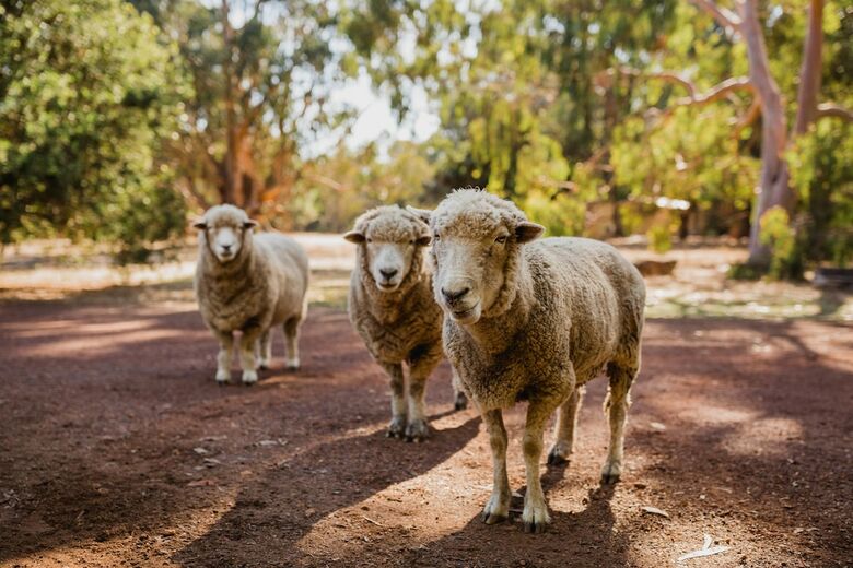 Margaret River Holiday Cottages