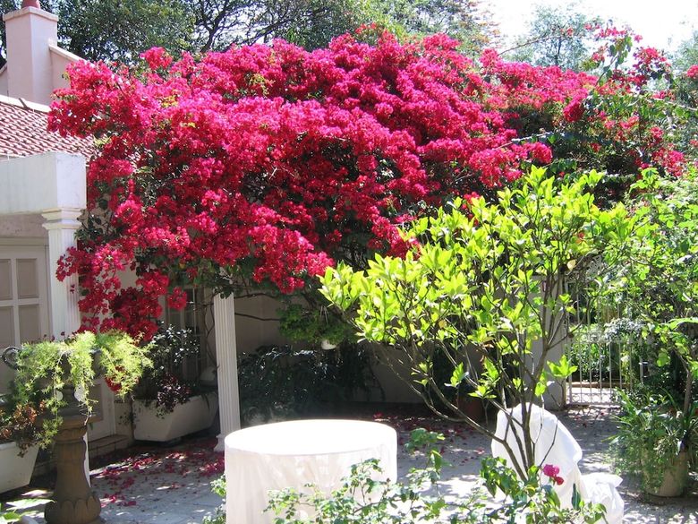 Hotel Villa Victoria Executive Guest House