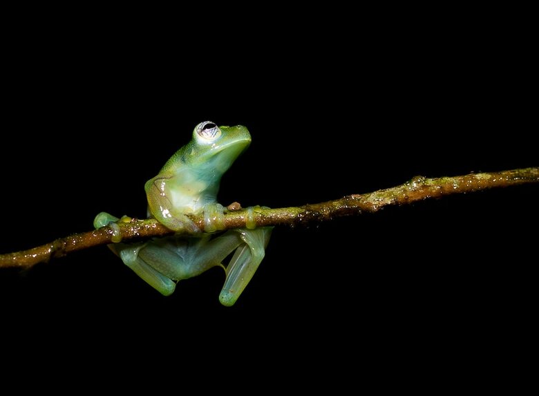 Posada Chachagua Rainforest Eco Lodge