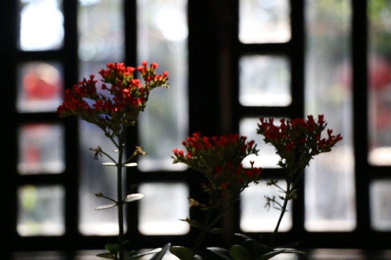 Hotel Green Coco Homestay Hoi An