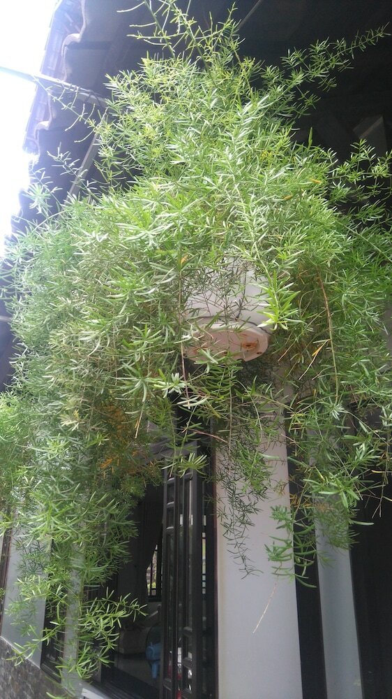 Hotel Green Coco Homestay Hoi An