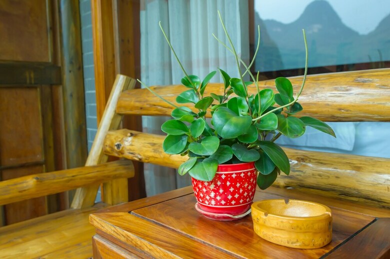 Hotel Yangshuo Scenic Mountain Retreat