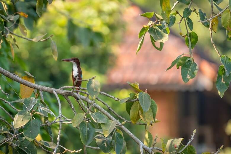 Apartamento Swaswara- Cgh Earth