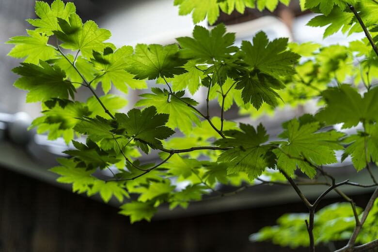 Hotel Gion Guesthouse Yururi