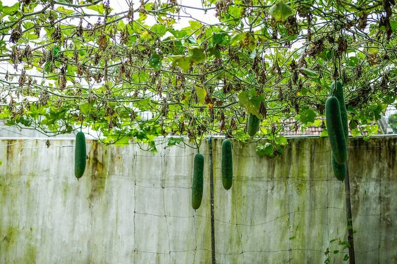 Hotel Seaweed Homestay Hoi An
