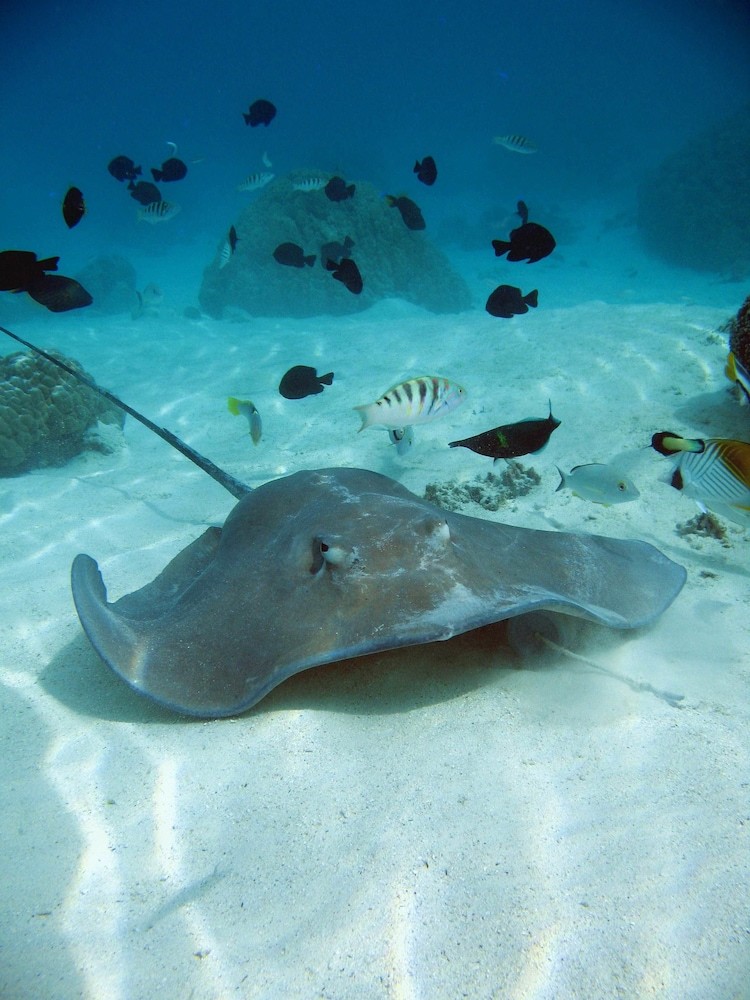 Tahiti Sail And Dive