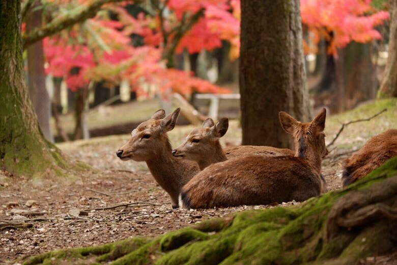 Noborioji Hotel Nara
