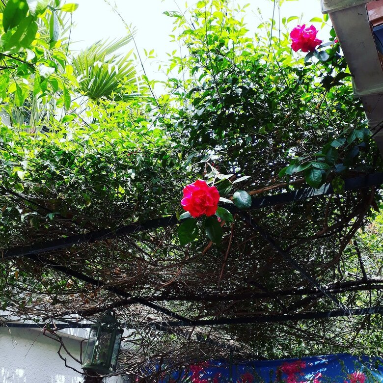 Pension Orhan Kutbay'in Evi Turyolu Cafe Pansiyon