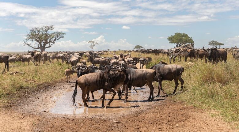 Hotel Melia Serengeti Lodge