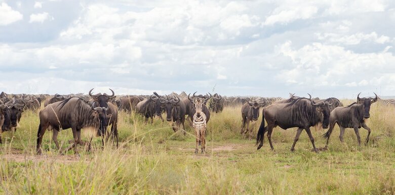 Hotel Melia Serengeti Lodge