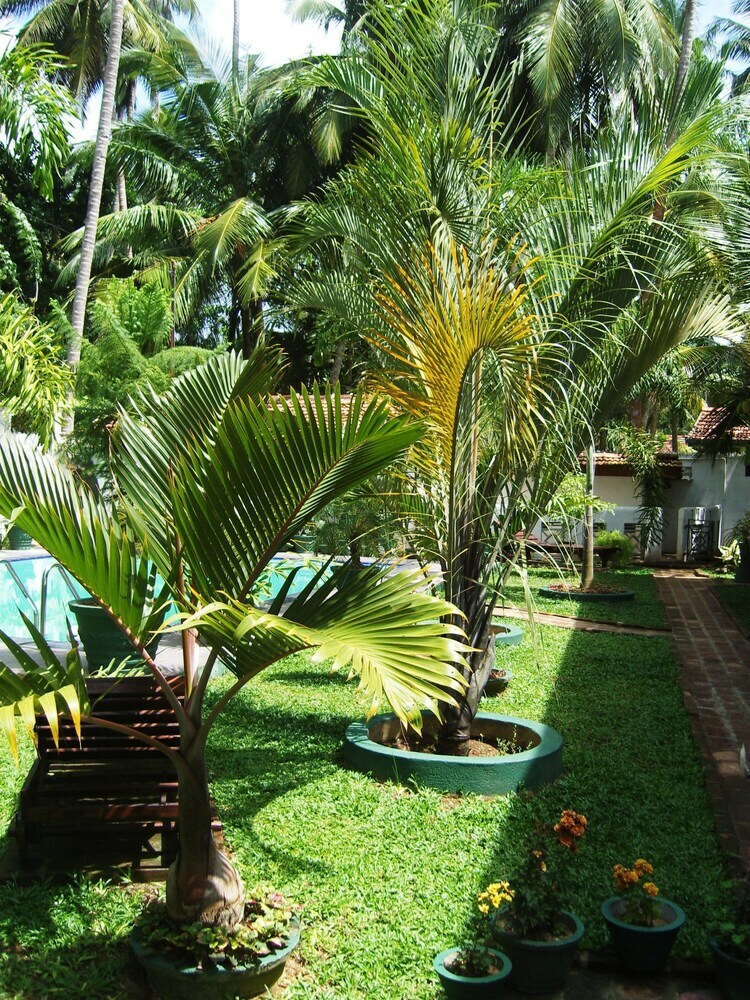 Hotel Sankarest Villa