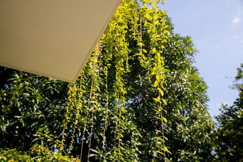 Bed & Breakfast An Bang Morning Glory Beach Homestay