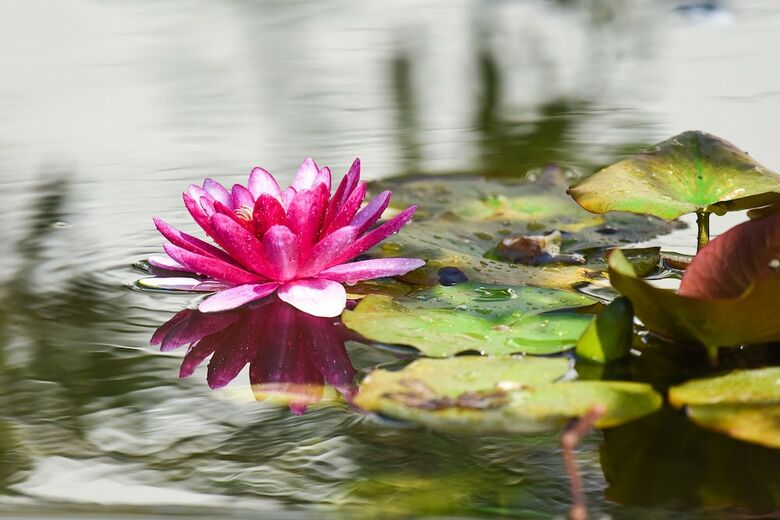 Portemilio Hotel And Resort