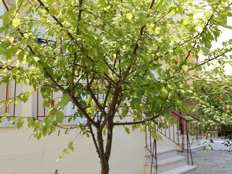 Apartamentos Siviri Rental Houses