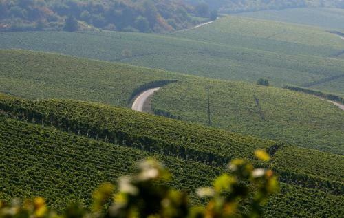 Hostal Hotel & Weingut Im Pastoriushaus