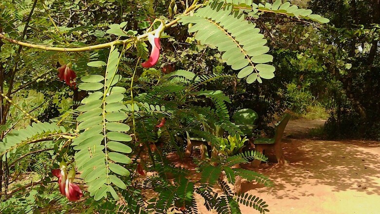 Residencia Sigiriya Vee Guest