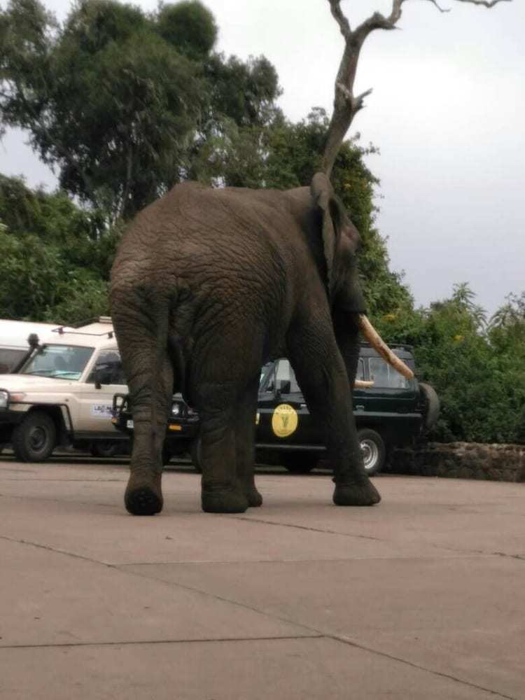 Posada Ngorongoro Wildlife Lodge