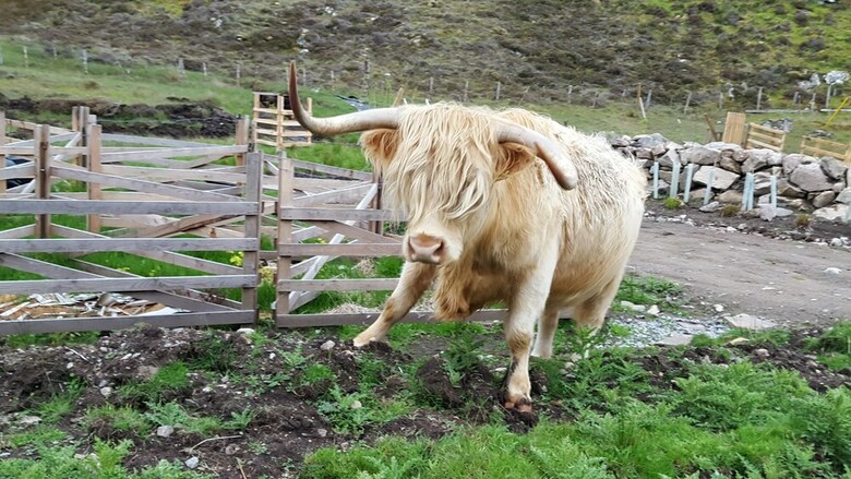B&B The Green Cruachan