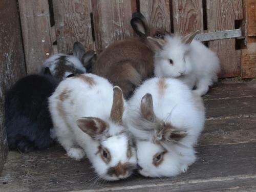 Hotel Beim Haxenwirt