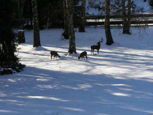 Hostal Haus Katharina