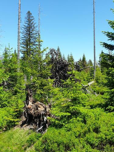 Apartamento Haus Bergblick