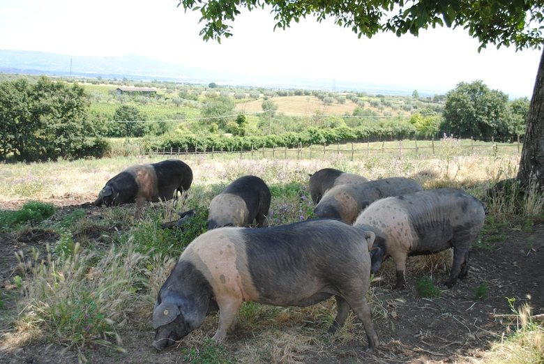 Agroturismo Agriturismo Tenuta Serpepe