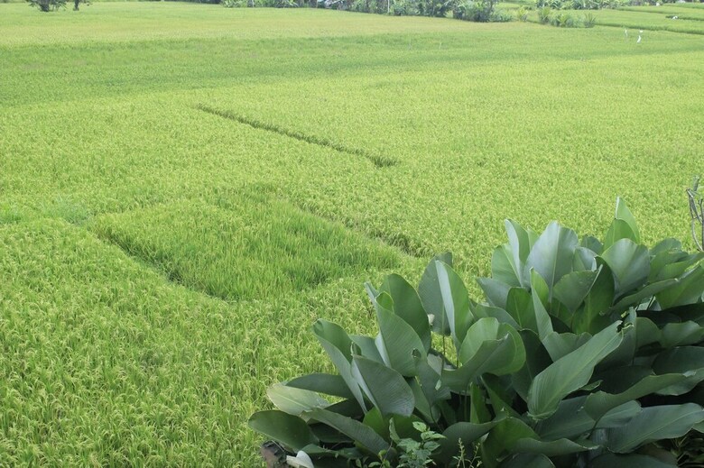 Heaven Villa Ubud