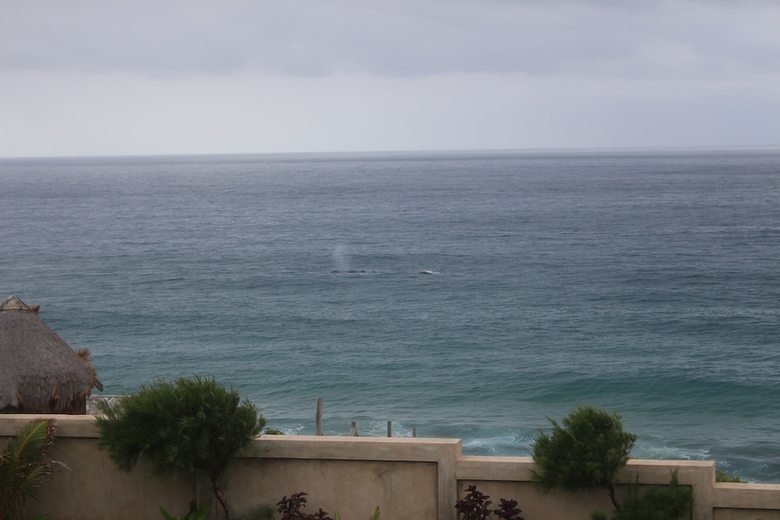 Casa Kiaat - Whale Watcher's Home