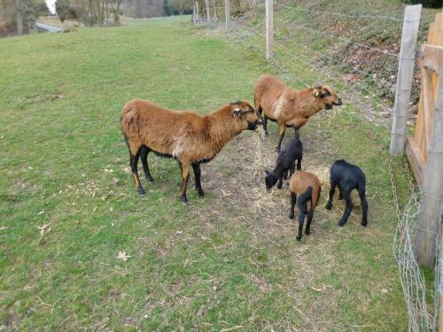 Apartamento Ferienbauernhof Familie Stratmann