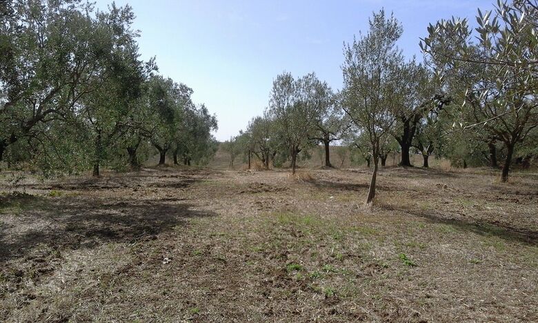Agroturismo Poderi Di Tragliatella Farmhouse