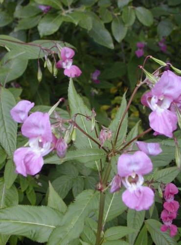 Hotel Schwarzwald Kniebis